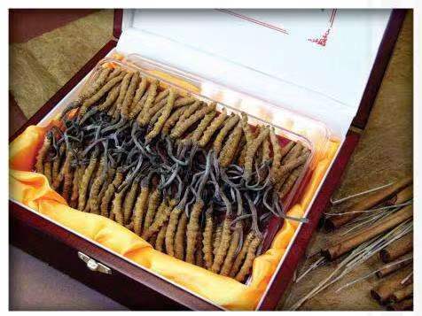 尤溪冬虫夏草回收